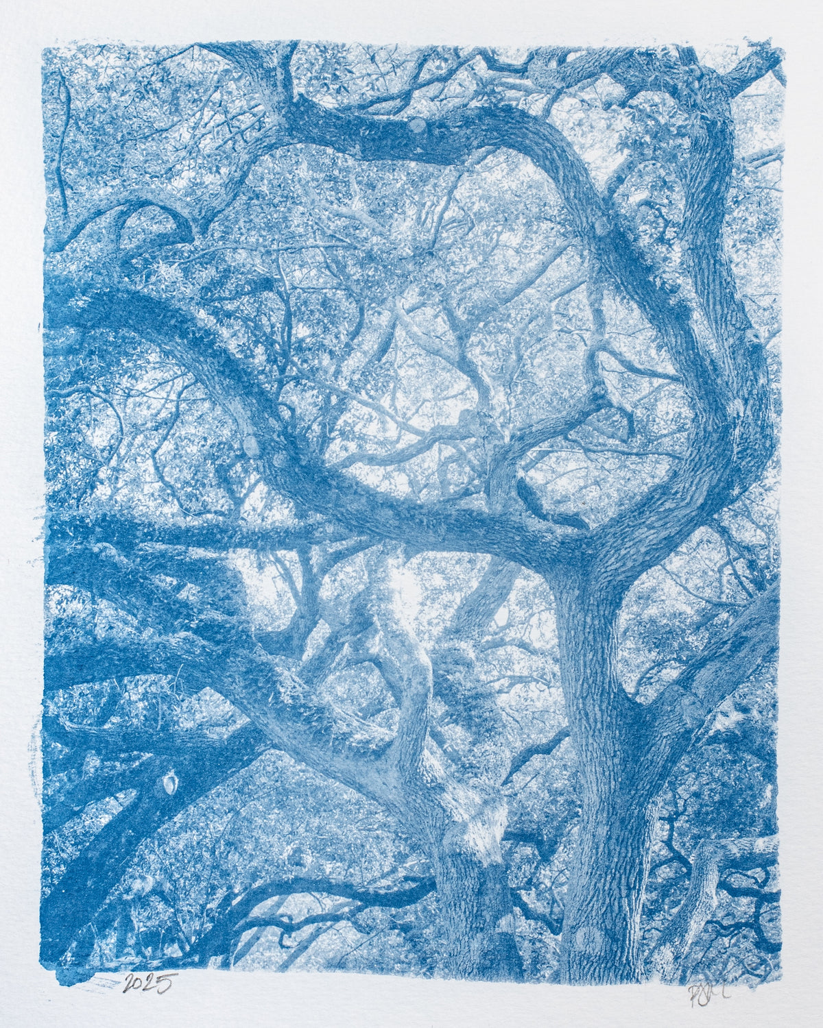 Grand Oak No. 2