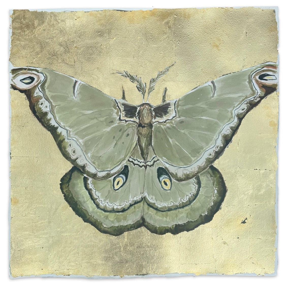 Green Polyphemus