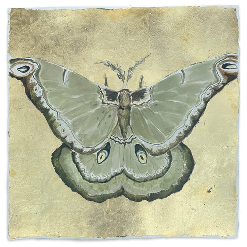 Green Polyphemus