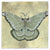 Green Polyphemus