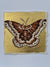 Small Gilded Moth