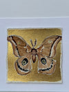 Gilded Mini Moth 4