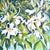 Lillies