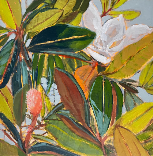 Magnolia Light Study No. 15