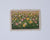 Mini Flower Fields - Cosmos and Daisies