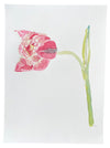 Pink Market Tulip Left