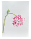 Pink Market Tulip Right