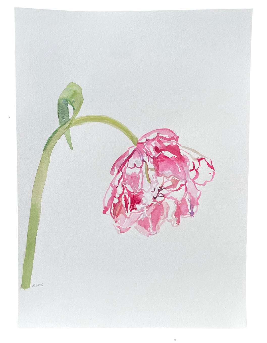 Pink Market Tulip Right
