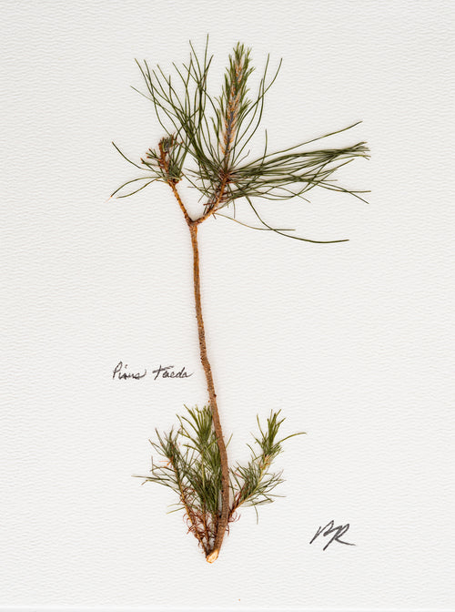 Pinus taeda v. V