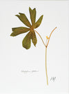 Podophyllum peltatum v. I