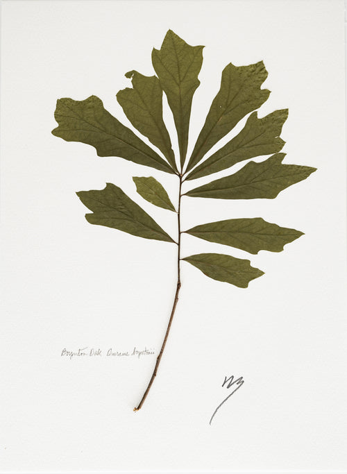 Quercus boynton