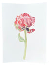Red Market Peony Opening