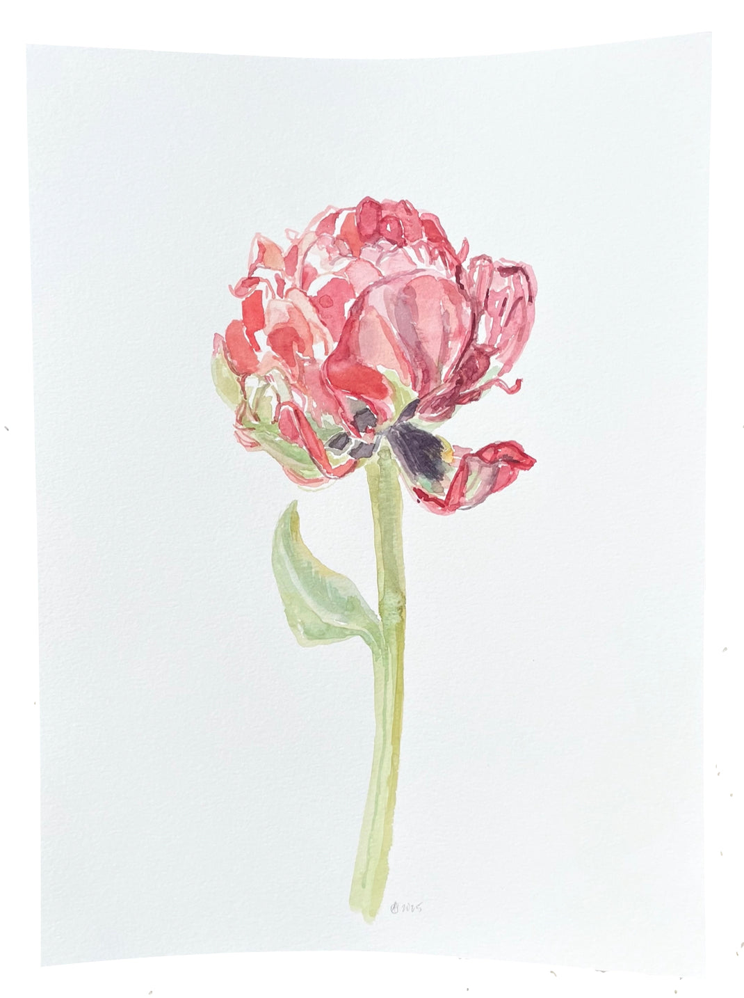 Red Market Peony Opening