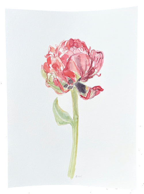 Red Market Peony Opening