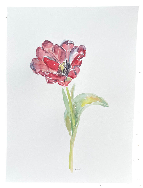 Red Market Tulip Center