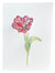 Red Market Tulip Center