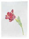 Red Market Tulip Left