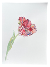 Red Market Tulip Right