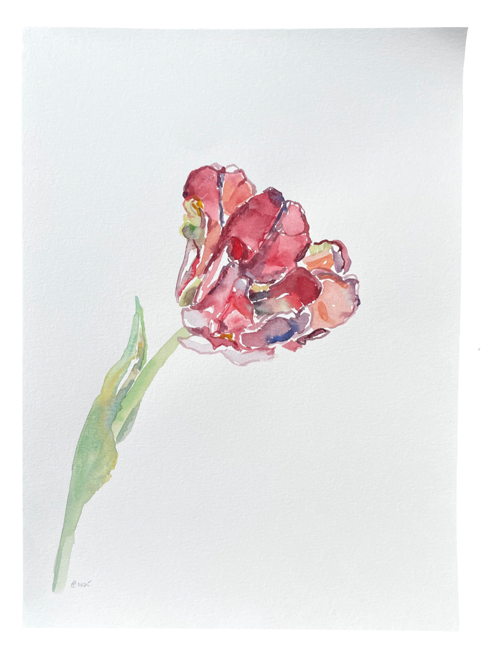 Red Market Tulip Right