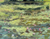 Ravenel Lake Lilies I