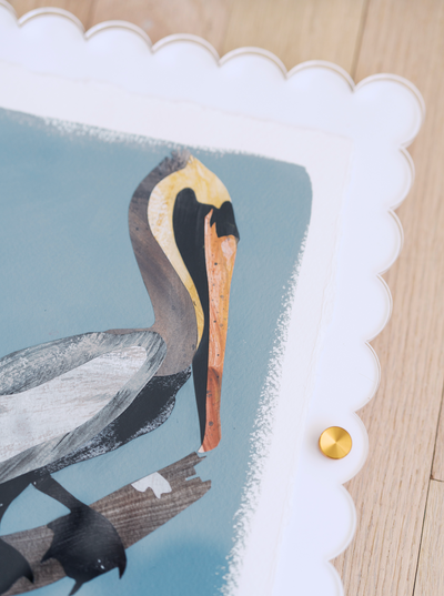 Brown Pelican on Blue