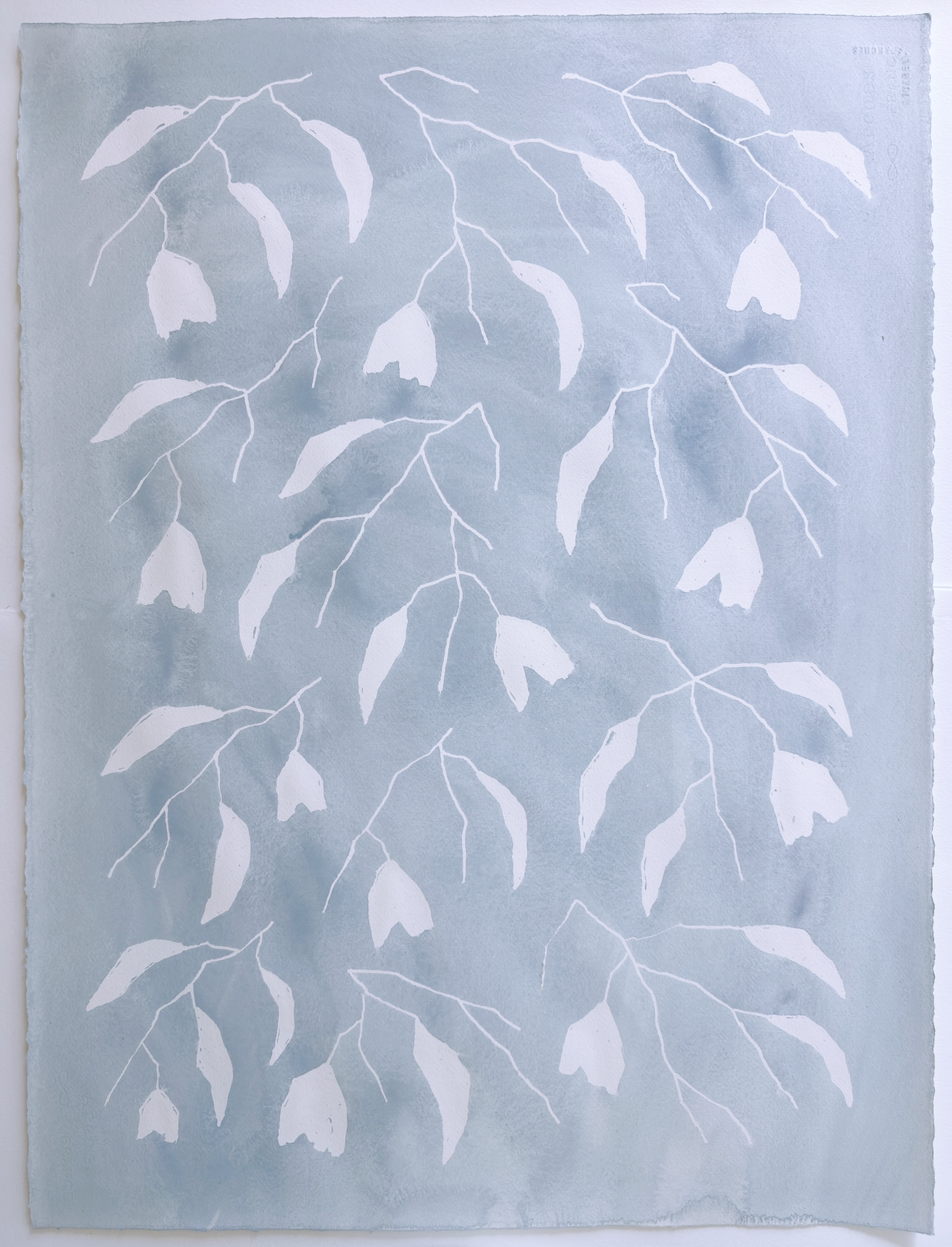 Kittiwake