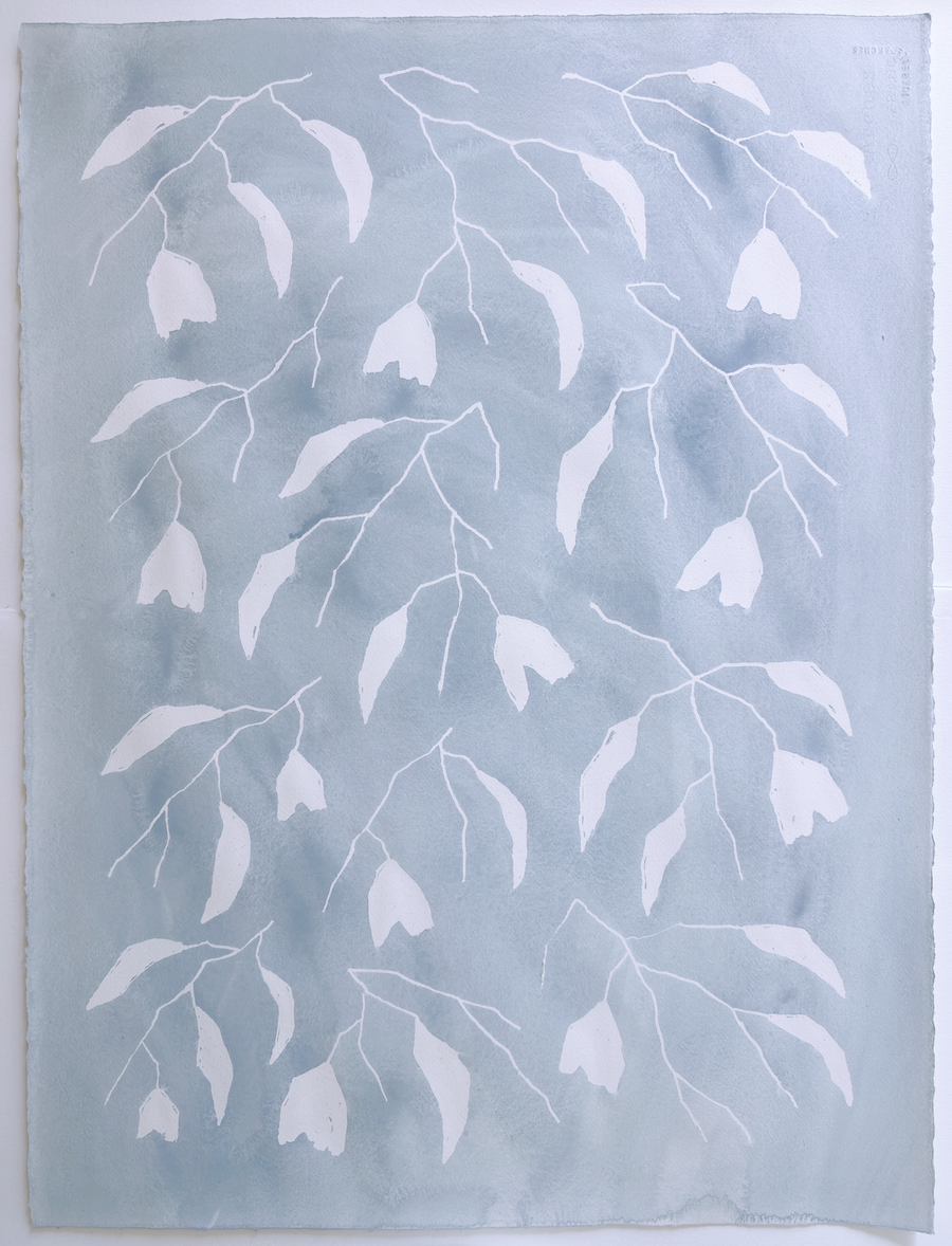 Kittiwake