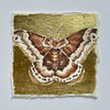 Small Gilded Moth