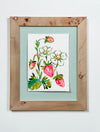 Strawberry Patch III