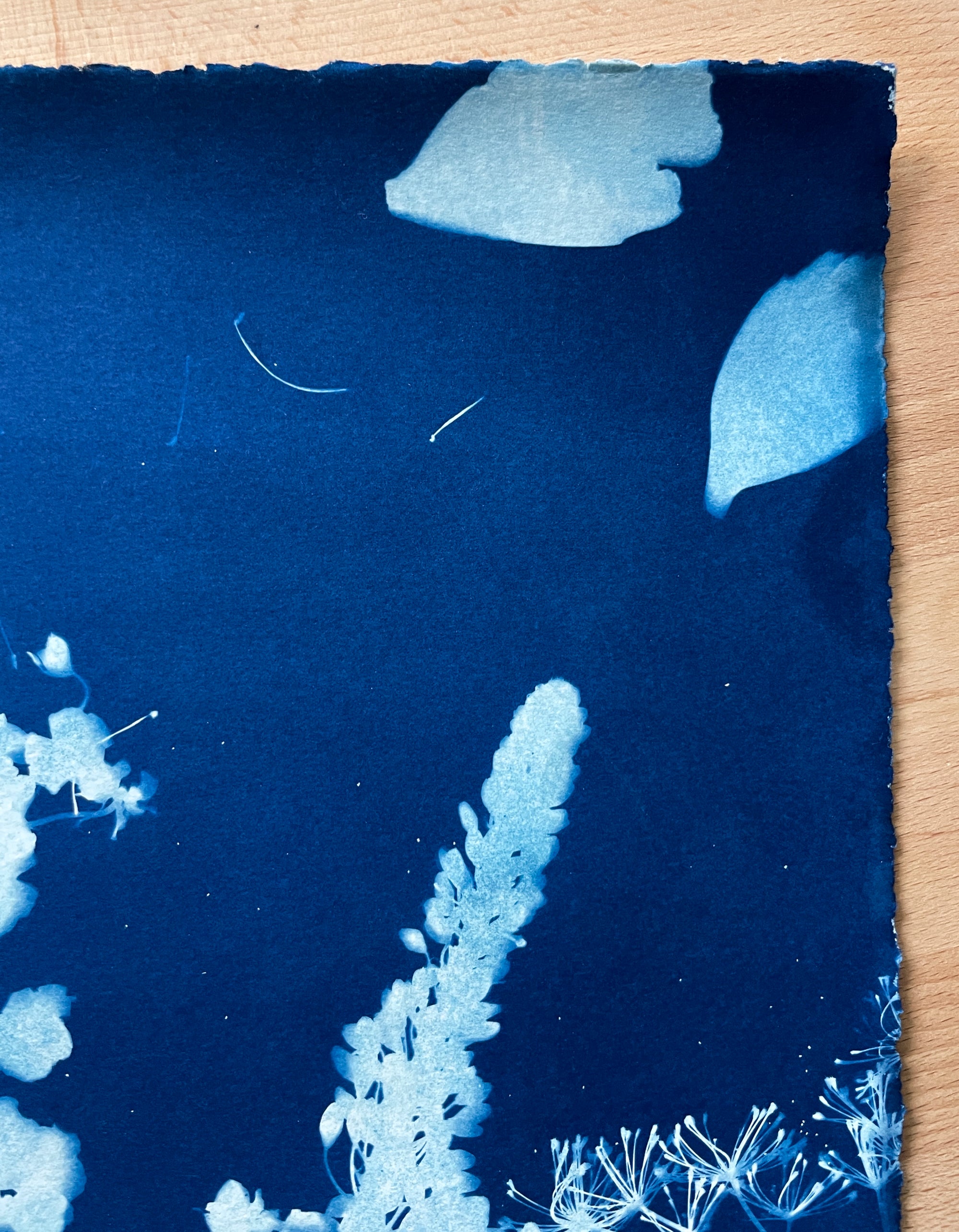 The Wild Garden No. 1