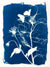 The Wild Garden No. 3
