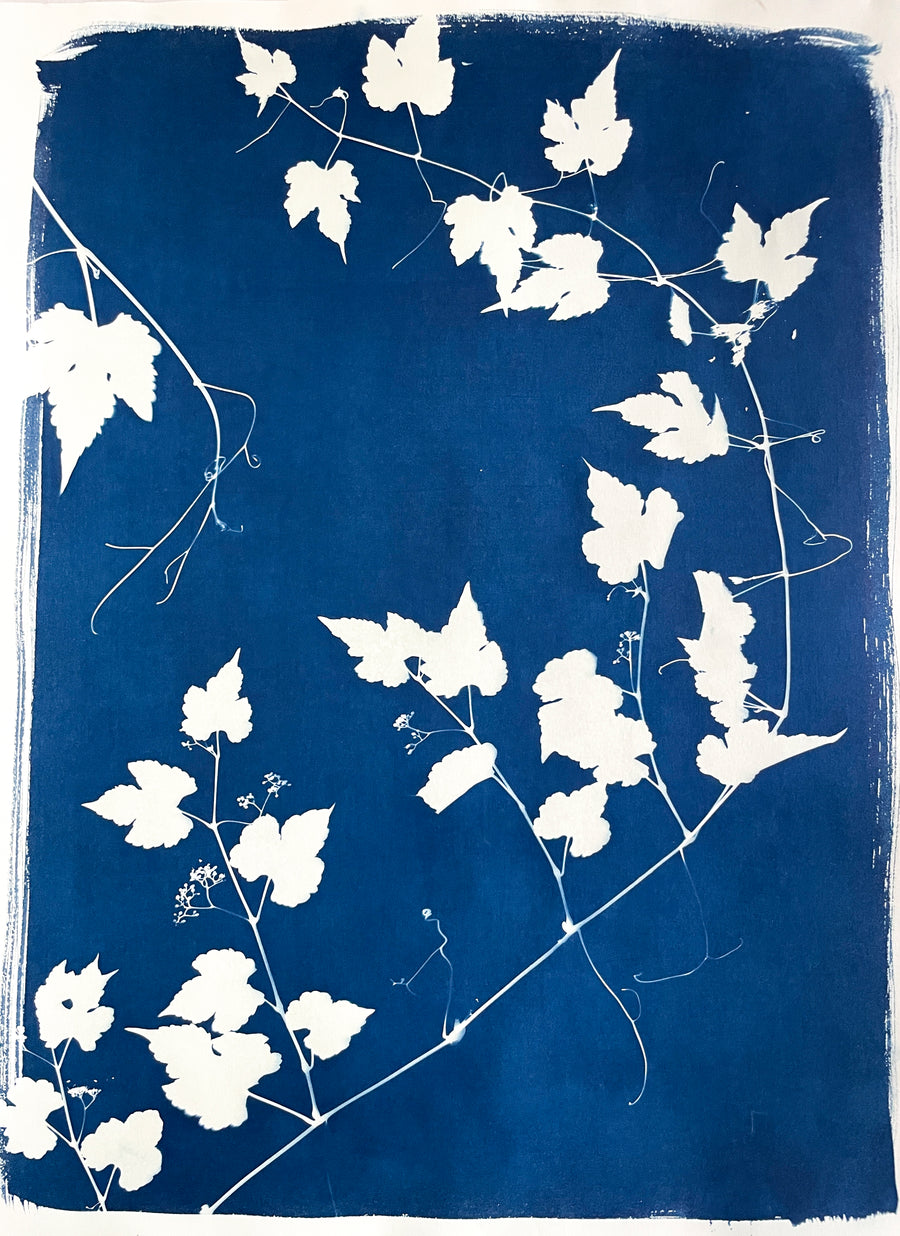 The Wild Garden No. 8