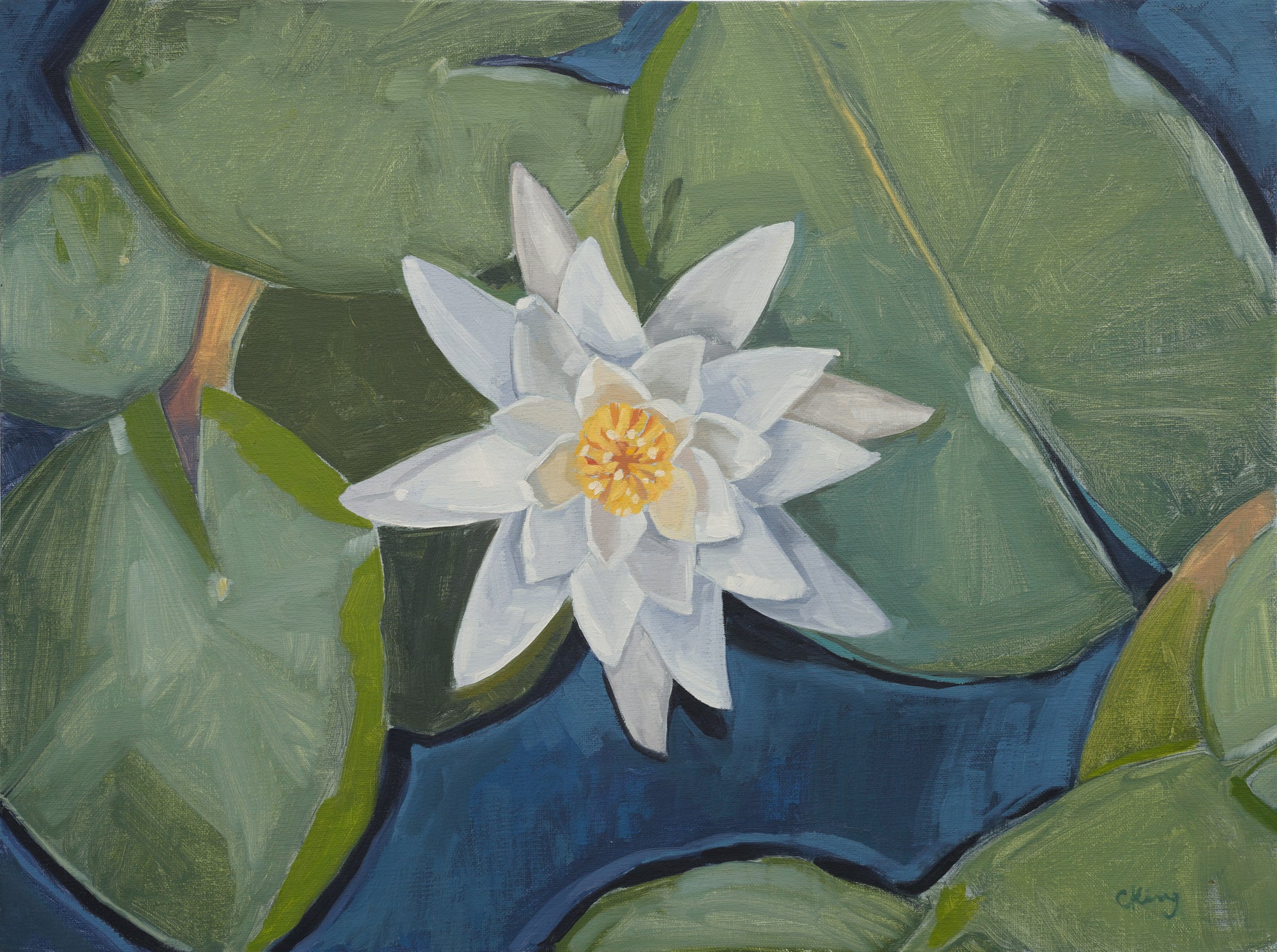 Water Lily