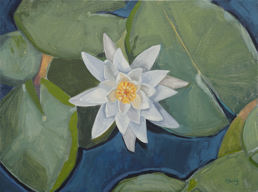 Water Lily
