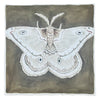 White Emperor Moth