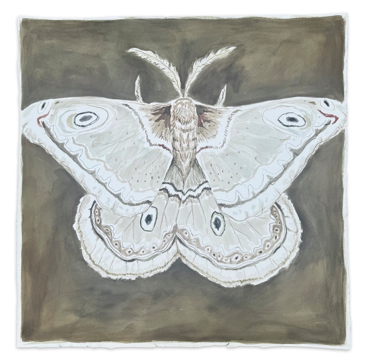 White Emperor Moth