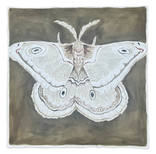 White Emperor Moth