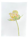 Yellow Market Tulip