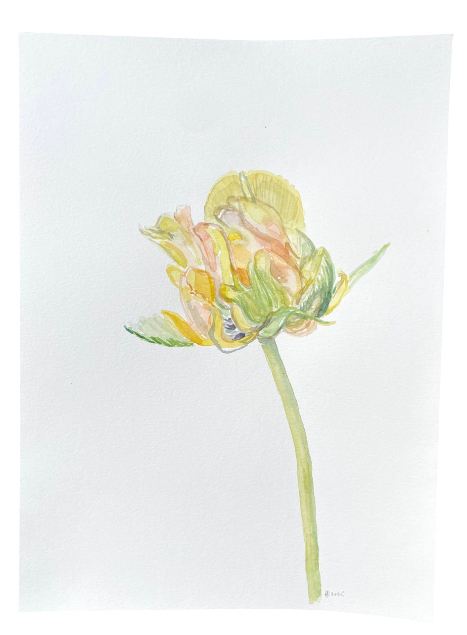Yellow Market Tulip