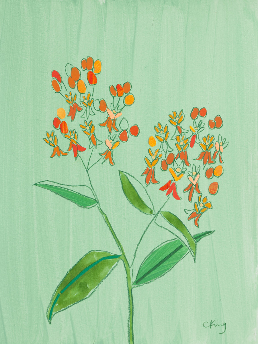 Butterfly Milkweed