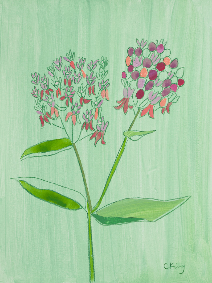 Common Milkweed
