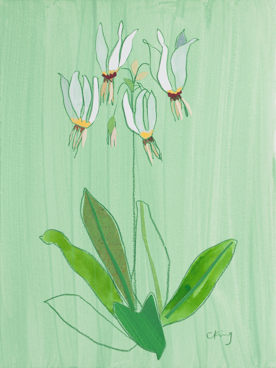 Eastern Shooting Star