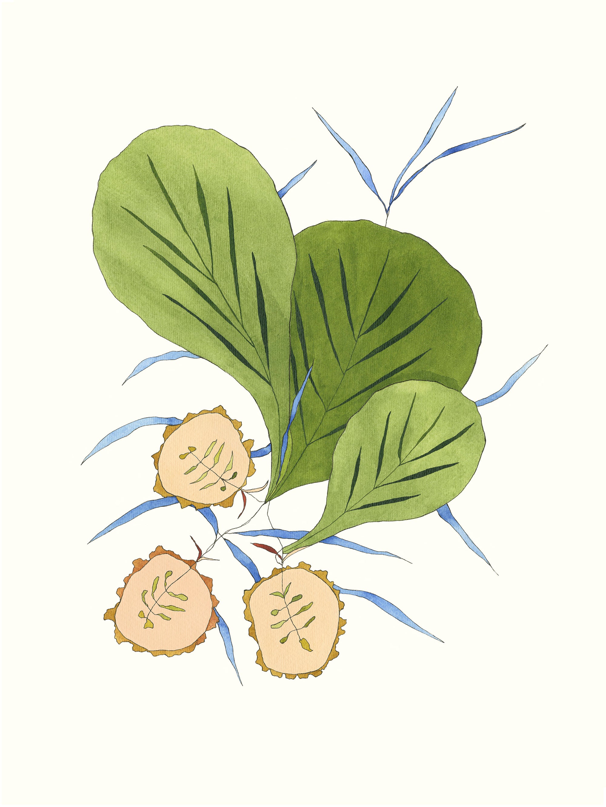 Fig and Blossom I