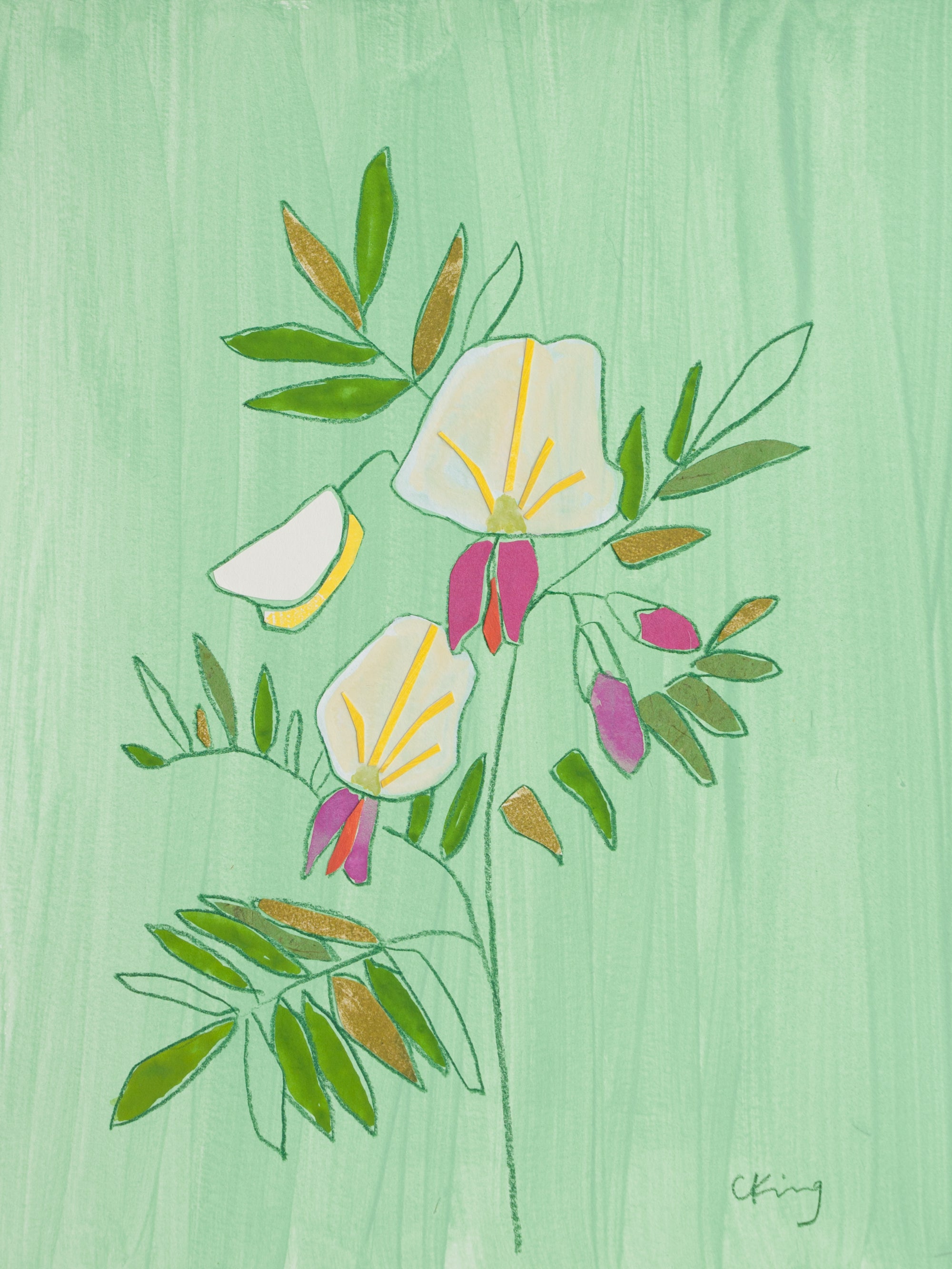 Virginia Goat's Rue