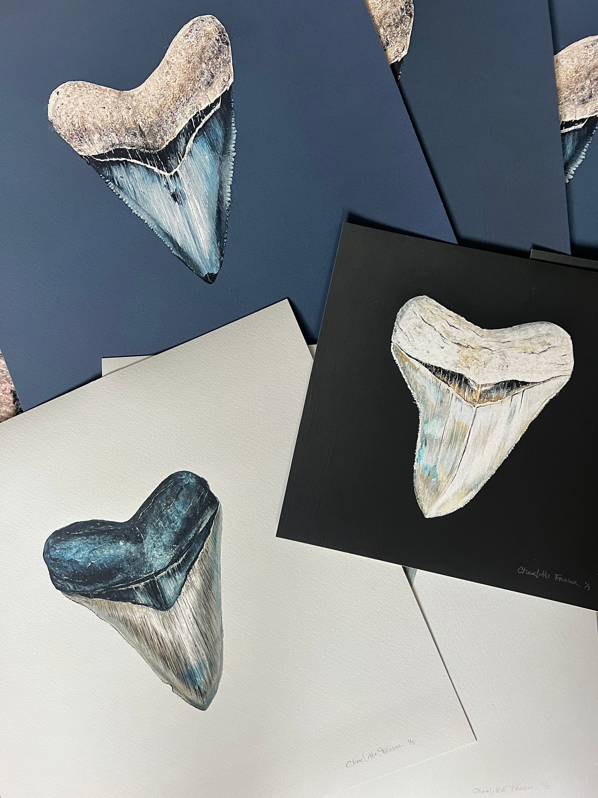 Megalodon Study 1