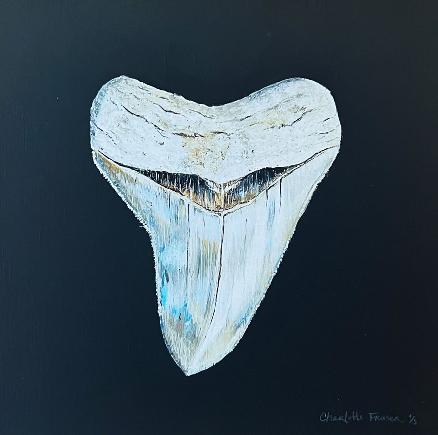 Megalodon Study 1